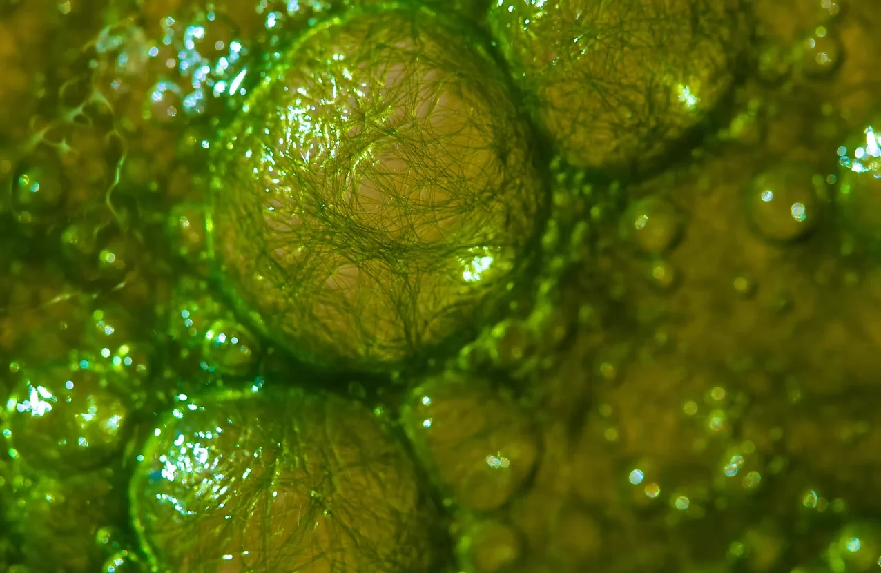 Algal DHA — vegan omega-3 from microalgae