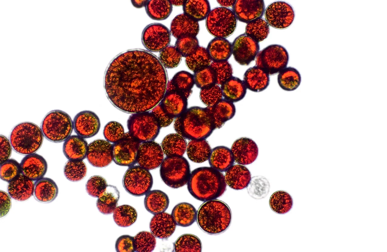 Astaxanthin — Haematococcus pluvialis microalgae