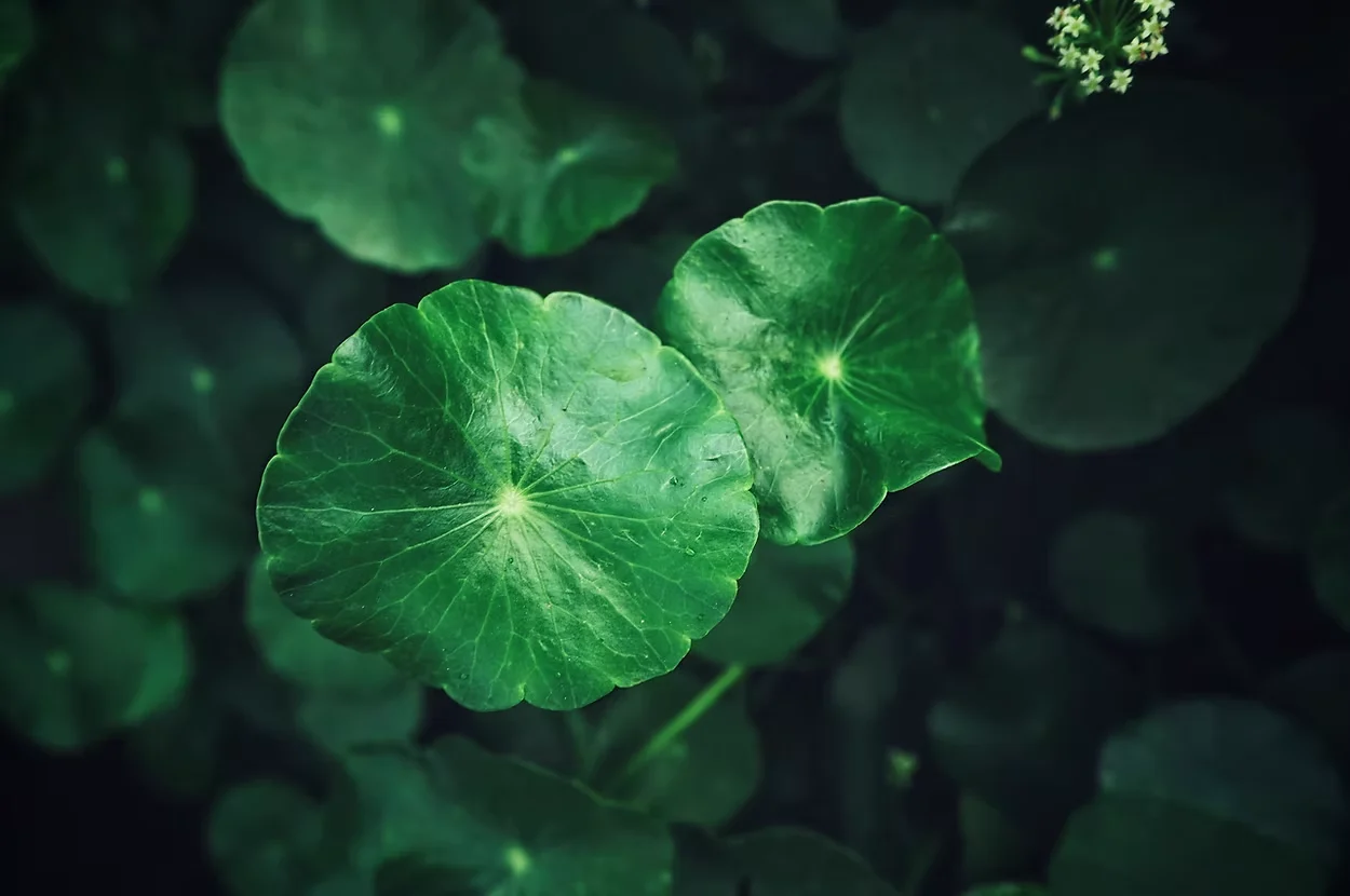 Centella Asiatica titrated extract — leaves