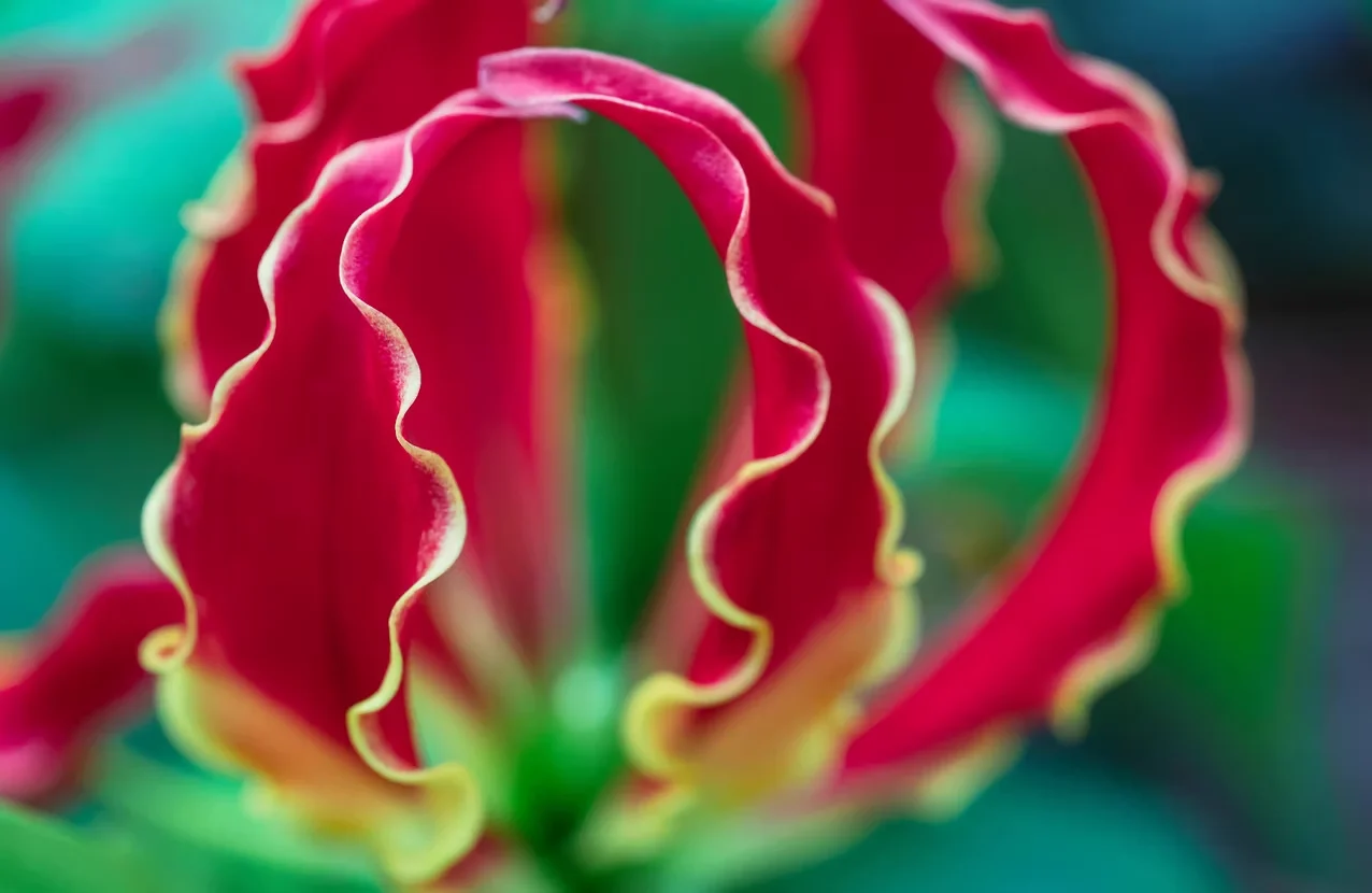 Colchicine — Gloriosa superba seeds