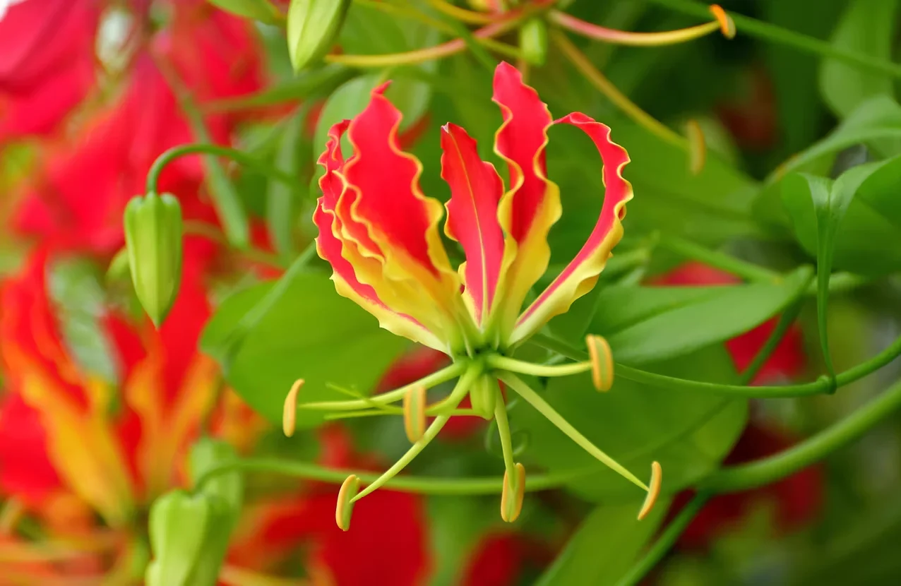 Thiocolchicoside — Gloriosa superba seeds