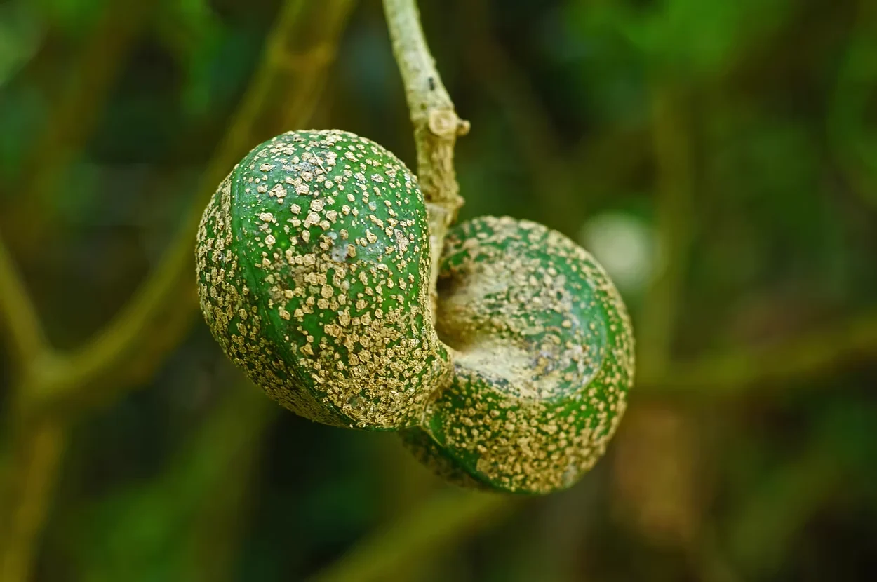Vinpocetine — Voacanga africana seeds