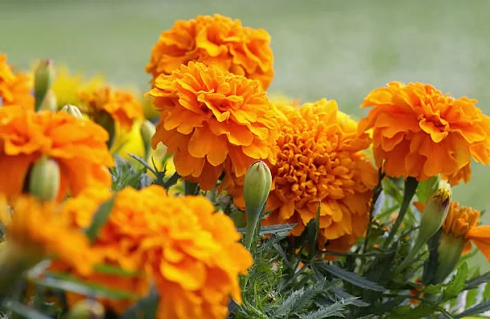Zeaxanthin — Tagetes erecta marigold