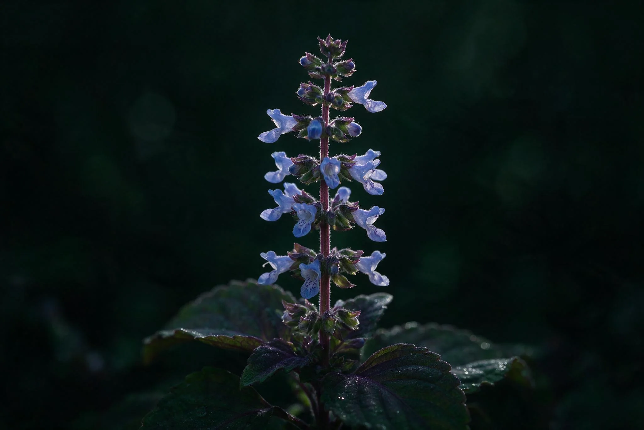 Standardized botanical extract under laboratory quality inspection