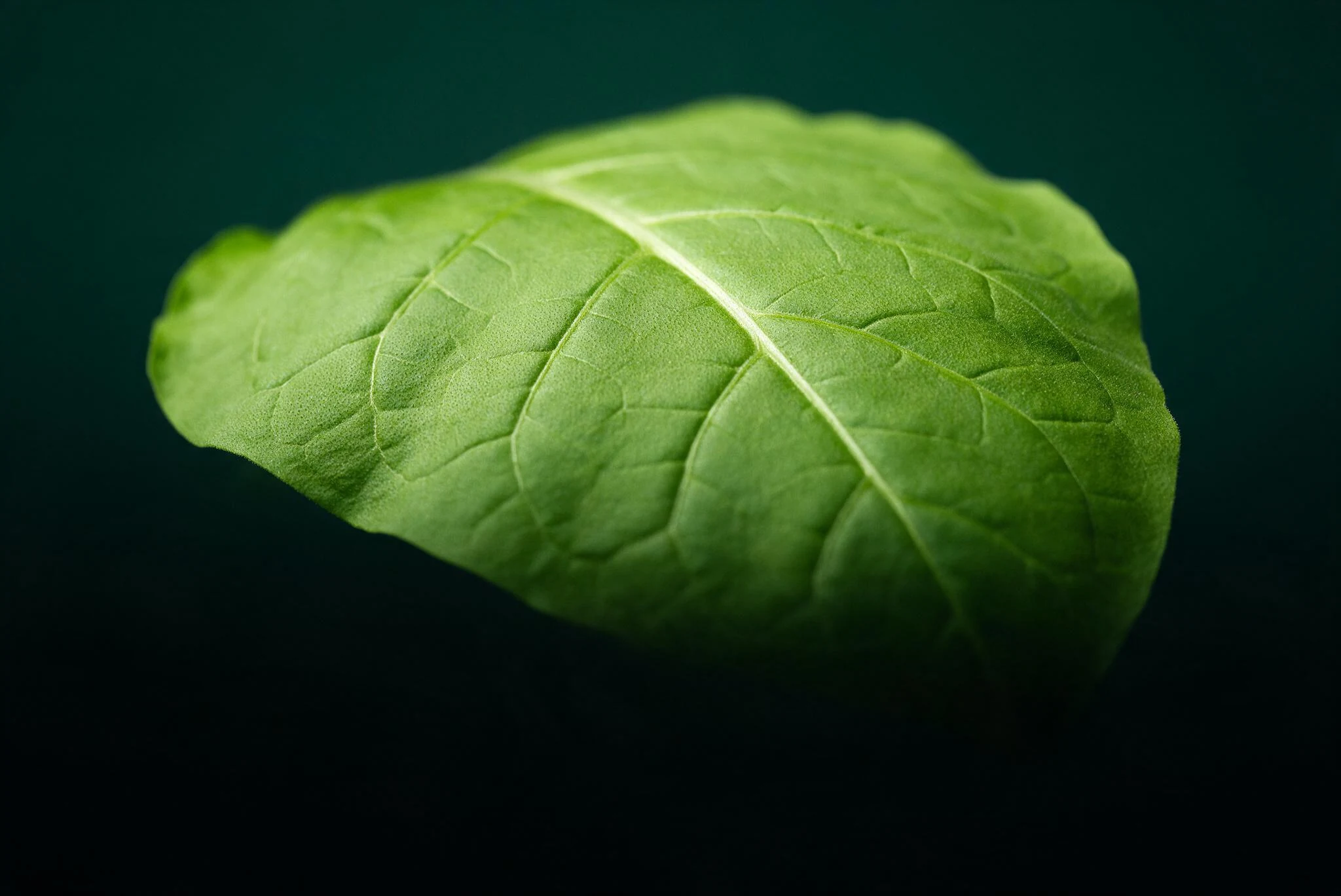 Fresh tobacco leaf — botanical source of ultra-pure nicotine