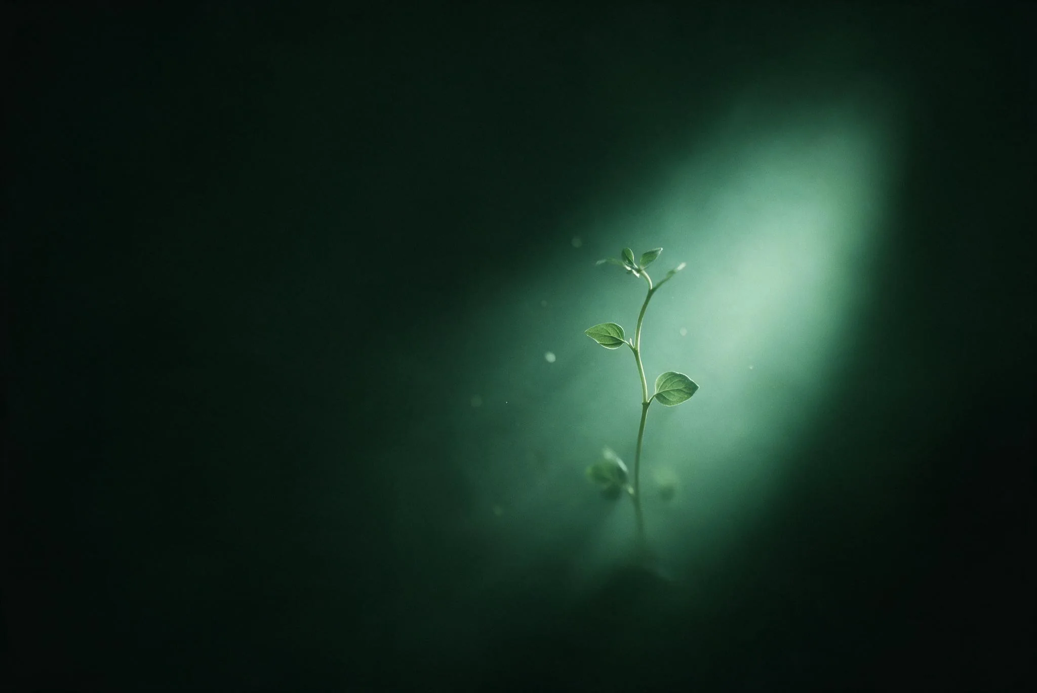 A seedling catching a soft mint light in forest-black — Ennature Biopharma
