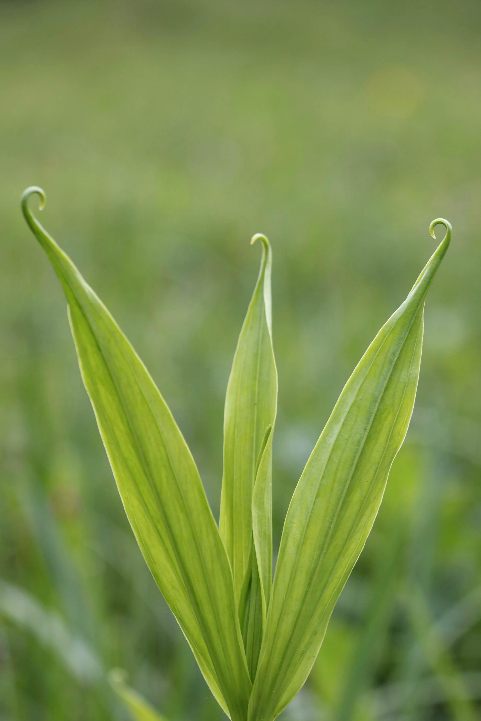 Gloriosa superba leaves, each tip drawn out into a curling tendril