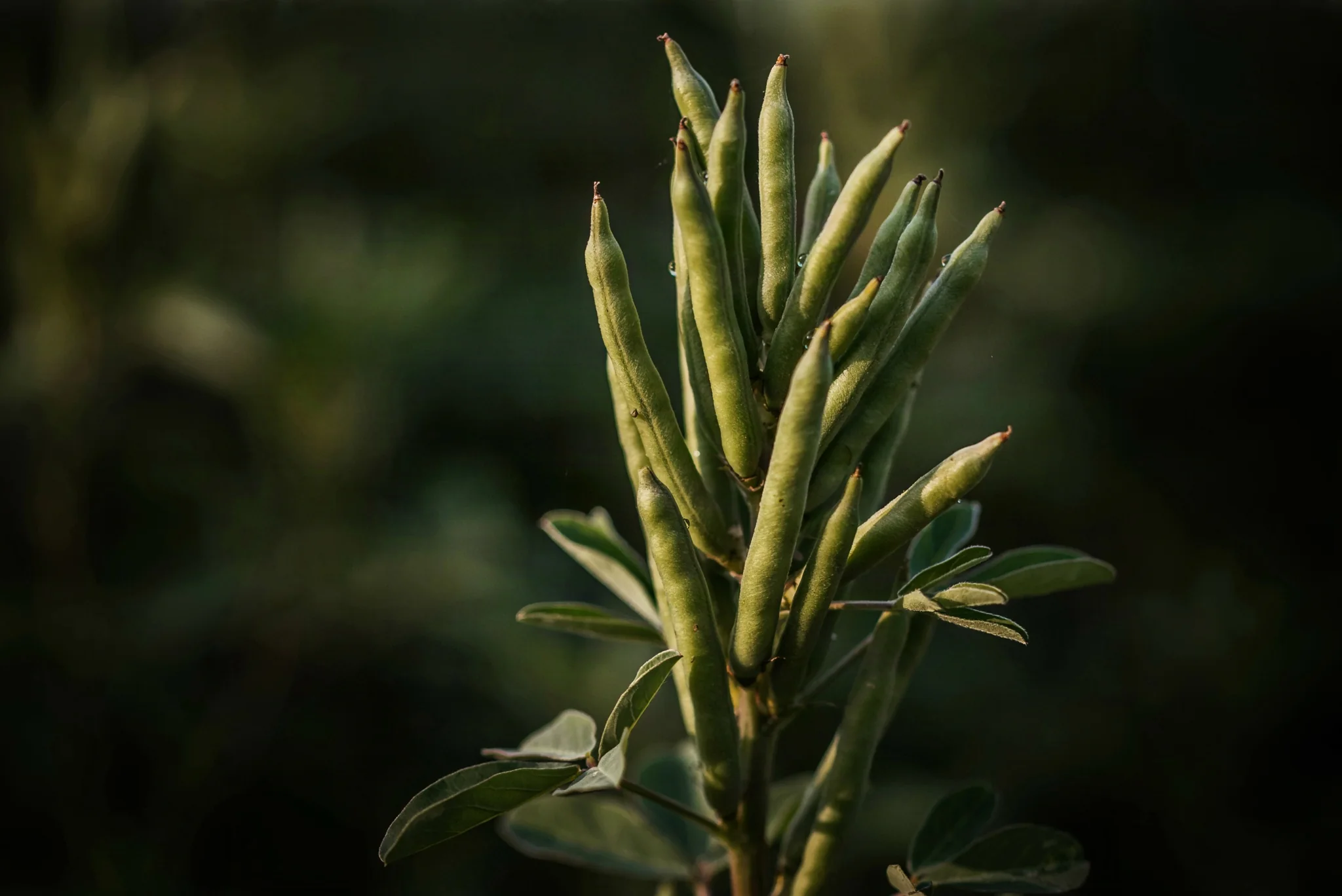 Guar pods on the plant, Cyamopsis tetragonoloba