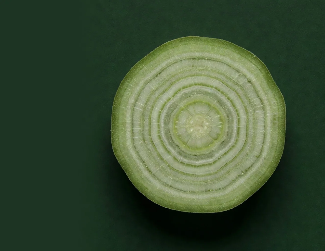 Macro cross-section of a botanical specimen