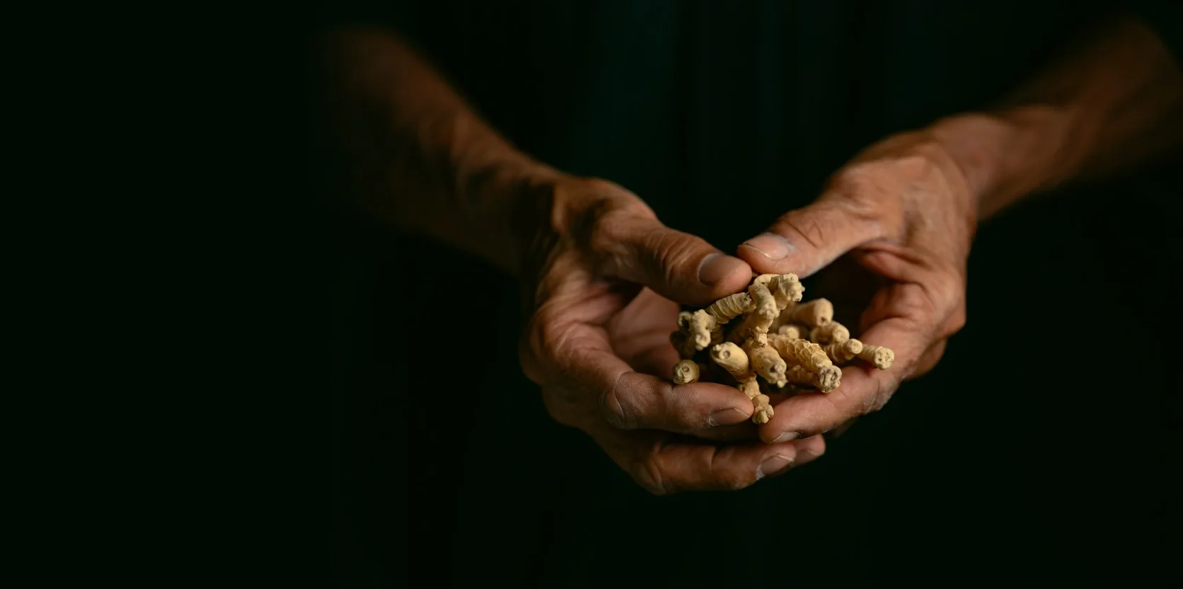 A farmer's hands cradling freshly harvested botanical roots