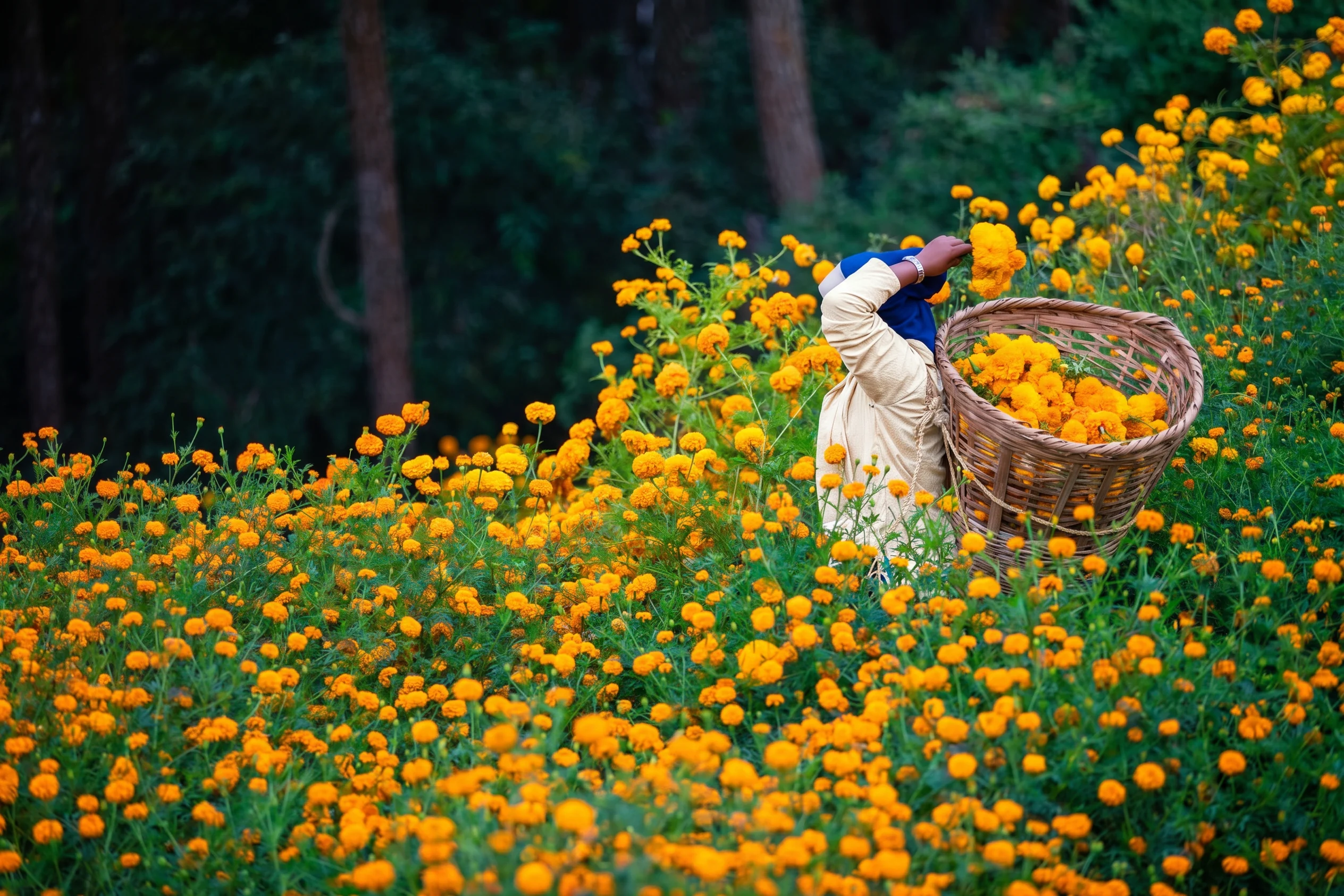 A farmer harvesting marigold blooms into a basket on a hillside field in India — direct farmer sourcing